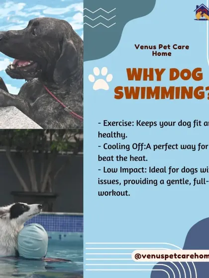 This graphic explains some of the key benefits of dog swimming. It's a fantastic low impact exercise that keeps your dog fit, healthy, and cool.
