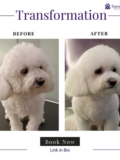 From curly and unkempt to smooth and stylish. This poodle's transformation highlights our ability to work with different coat textures to achieve a sleek, well-defined look.