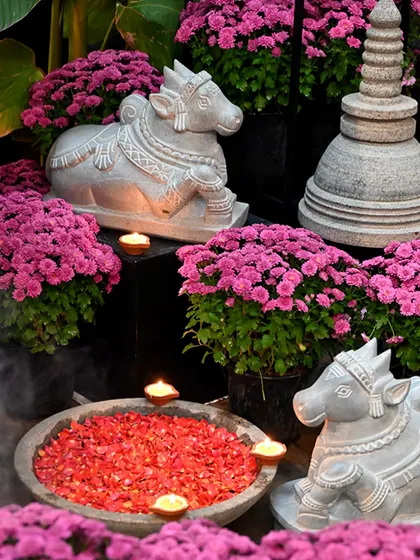 A festive Diwali arrangement featuring our hand-carved stone Nandi statues and a stupa. Surrounded by vibrant chrysanthemums and floating candles, this setup embodies the spirit of celebration.