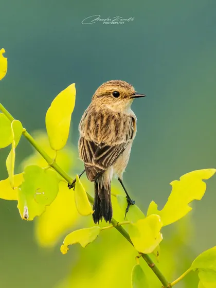 Another portrait of the Siberian Stonechat, this time looking back. The repetition shows my dedication to getting the perfect shot of a subject.