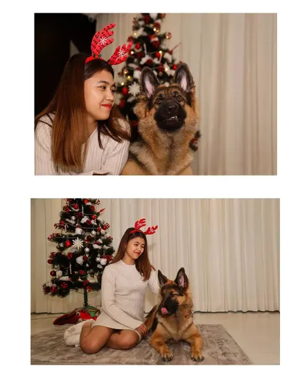 A festive Christmas-themed collage featuring a German Shepherd and a Husky with their owner.
