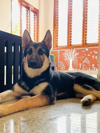 Biscuit, the adopted GSD mix, looking majestic against a beautiful wall. We prefer experienced homes for high-energy breeds like her.