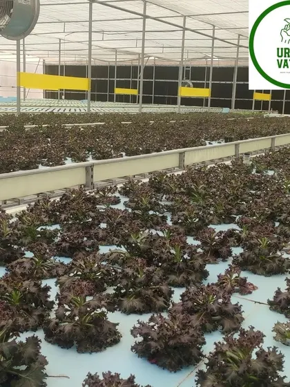 A wide view of a hydroponic greenhouse for commercial lettuce production.