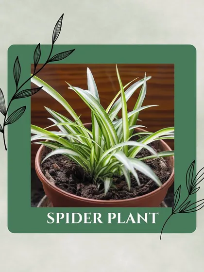 The Spider Plant is resilient and easy to care for. It's known for producing "pups" or baby spider plants, so you can easily share your plant success with friends.