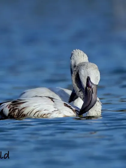 A pair of flamingos resting while floating on the water. This is a common behavior that helps them conserve energy. The calm water and soft light make for a serene and beautiful wildlife photograph.