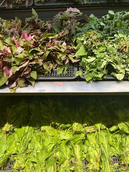 A variety of fresh greens at the market. I am always exploring different plants and vegetables as potential sources for new colors and prints.