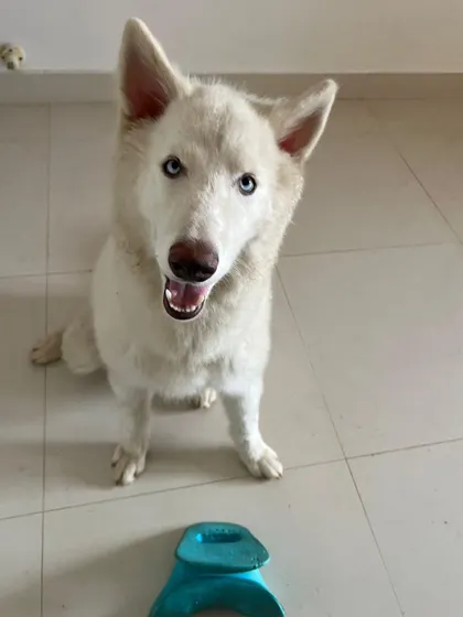 Vegas, the 6-month-old Husky, has officially been adopted. His playful spirit will surely bring immense joy to his new family.