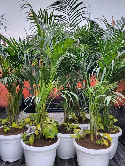 A close-up of the potted Areca Palms, ready to be installed. We ensure all plants are healthy and well-potted for a seamless installation.