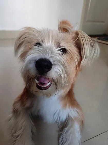 A happy smile from Whisky, who is now adopted. He is a perfect fit for a family with kids and other dogs.