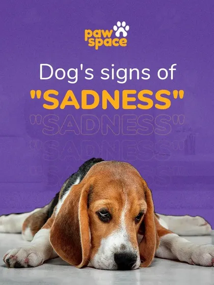 Recognizing the signs of sadness is the first step toward helping your pet. Our trainers provide guidance on how to identify behaviors like lethargy and withdrawal, which can indicate underlying emotional distress.