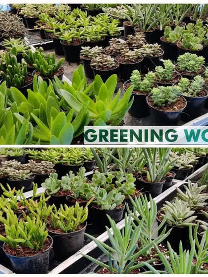 This image shows a portion of a large order of 2100 succulent plants we prepared and delivered to Hyderabad. We have the capacity to handle large-scale, cross-country bulk gifting orders.