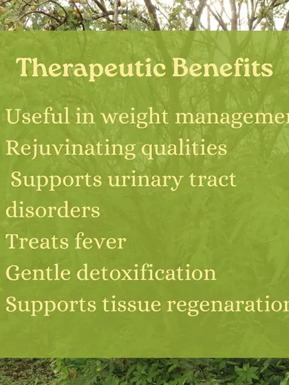Captions for these will be educational, explaining the Ayurvedic properties and uses of plants like Neem (Nimbi) and Amla (Amalaki), or detailing aspects of the Ayurveda retreats and courses as shown in the images.
