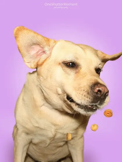 Bella is an absolute goofball, and I love it! The way she misses a few treats just adds to the charm of these hilarious and colorful studio portraits.