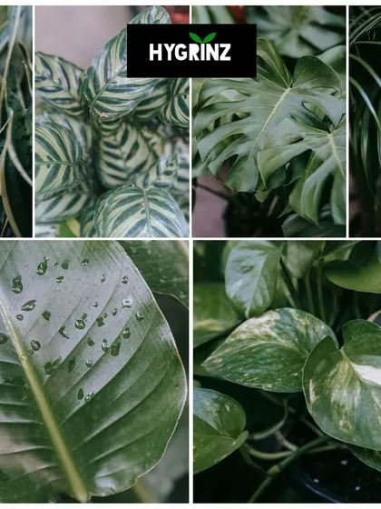 A collage of different types of green foliage, showcasing the incredible variety of textures and patterns found in nature, from the stripes of a Calathea to the glossy leaves of a Monstera.
