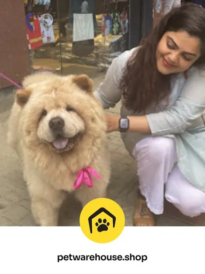 A proud pet parent with her fluffy Chow Chow. We love being a part of your pet's care journey and seeing the joy a fresh groom brings to the whole family.