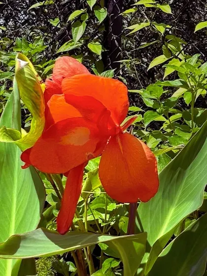 The striking orange flower of a Canna Lily. This native plant's large leaves and vibrant blooms make it a statement piece for borders and hedges, and it is perfectly suited to our climate.