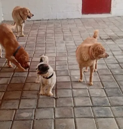 A friendly welcome for a new face. A curious Pug meets some of the resident Golden Retrievers in our paved indoor area.