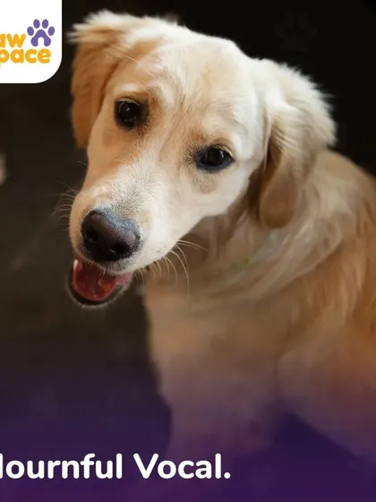 Mournful sounds or excessive whining can indicate that your dog is feeling sad or anxious. We teach you how to address these vocal cues and build a routine that provides your dog with security and happiness.