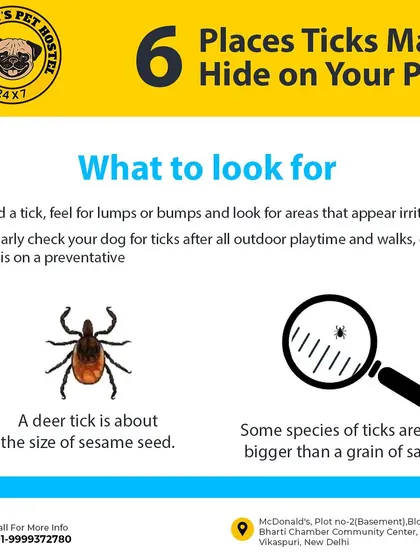 Your pet's safety is my top priority, and that care extends beyond the walk itself. I believe in being proactive, which is why I created this guide to help pet parents know what to look for. After every walk, I perform a thorough tick check on each dog as part of my standard safety protocol.