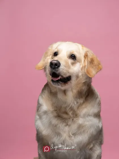 The moment of anticipation just before the treat is tossed. This series shows the hilarious range of expressions dogs make, from calm focus to wide-eyed excitement.