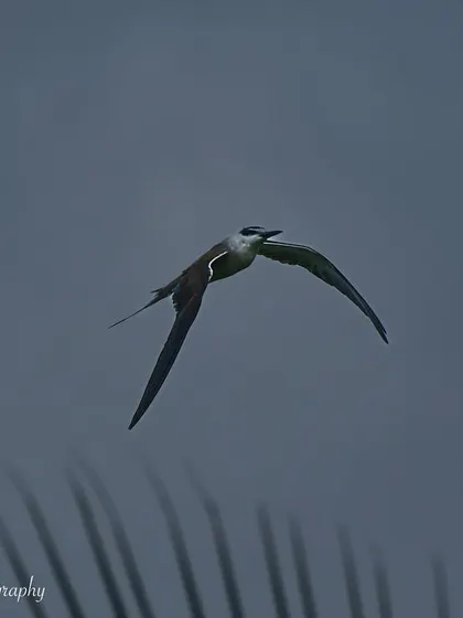 The Bridled Tern showing off its long, forked tail as it glides effortlessly through the air.