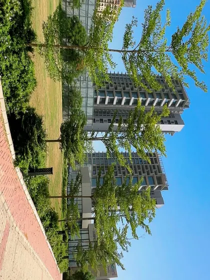 This is a section of a large corporate landscaping project for Adani Realty in Gurugram. I focus on selecting trees that complement modern architecture and create a welcoming green corridor for employees and visitors.