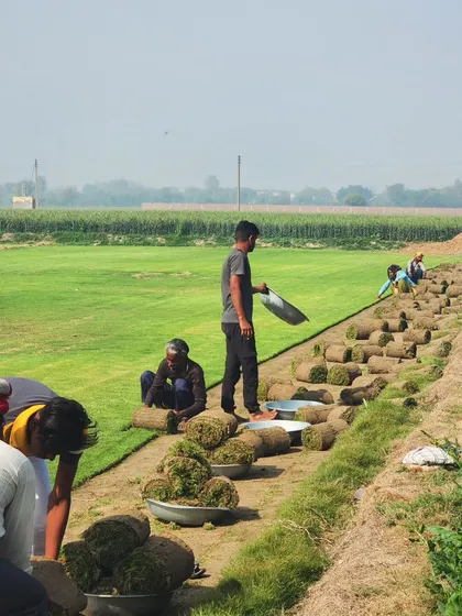 Our team works together to harvest turf, ensuring we can fulfill large orders quickly.