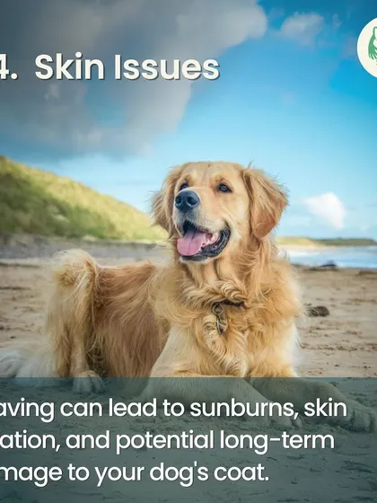 Shaving can lead to several skin issues, including irritation, sunburns, and can even cause the coat to grow back improperly.