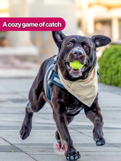 A dog in mid-run, completely focused on a game of catch. Action shots like this capture the drive and happiness of a playful pup.