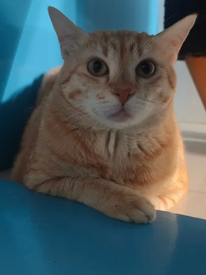 Our gundumma, a lovely ginger cat, looking very regal and content. She has such a sweet and chubby face.