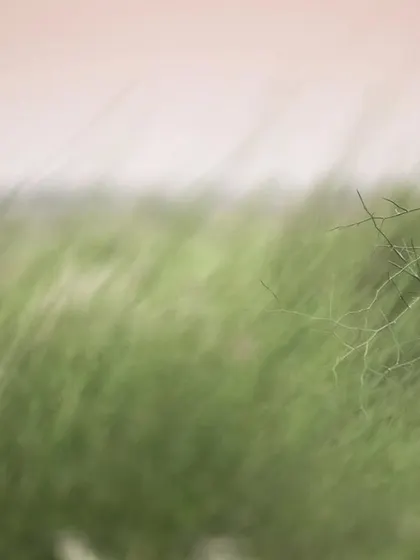 A Rosy Starling perches on a thin branch against a sea of blurred green grass. I used a slow shutter speed to create this artistic effect, capturing the motion of the wind.