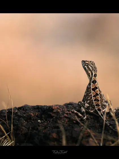 A female fan-throated lizard, more subtle in her coloring but just as beautiful, surveys her surroundings from a rock.