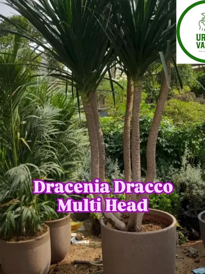 A mature Dracaena Draco in a large pot, surrounded by other beautiful plants.