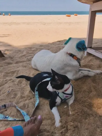 A quiet moment on the beach with my dog Aby and cat Polo. Being able to travel and share these experiences with them is one of the greatest joys in my life.