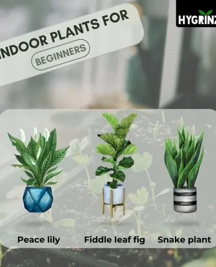 New to houseplants? I recommend starting with these three beginner-friendly options. Peace lily, fiddle leaf fig, and snake plant are resilient and easy to care for.