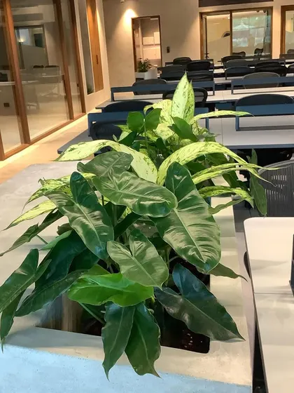 These built-in planters act as natural, beautiful dividers in an open-plan office, helping to define spaces while improving air quality and aesthetics.