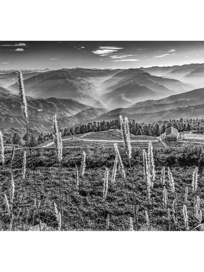 A second perspective of the Fagu landscape in Himachal Pradesh. This version highlights the textures of the wild grass against the soft, rolling hills in the distance, offering a timeless black and white wall art piece.