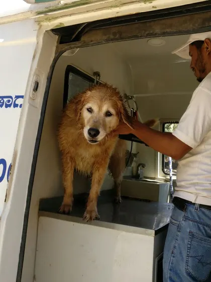 We believe every grooming session should be a positive experience. Here, one of our professional groomers is gently comforting a Golden Retriever after its bath inside our mobile grooming van in Bengaluru.