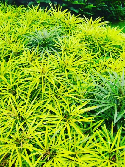 A mass planting of False Aralia (Plerandra elegantissima). Its fine, finger-like leaves create a unique, airy texture in the landscape.