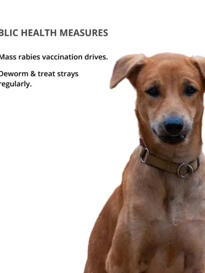 Public health measures are a key part of managing stray populations. This includes mass rabies vaccination drives and regular deworming and treatment for strays.