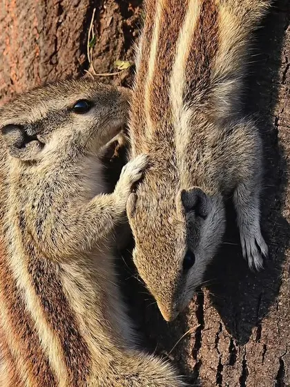 An intimate moment between two Palm Squirrels on a tree trunk. These animated stripes are a familiar sight, yet they too face threats in our rapidly changing landscapes.