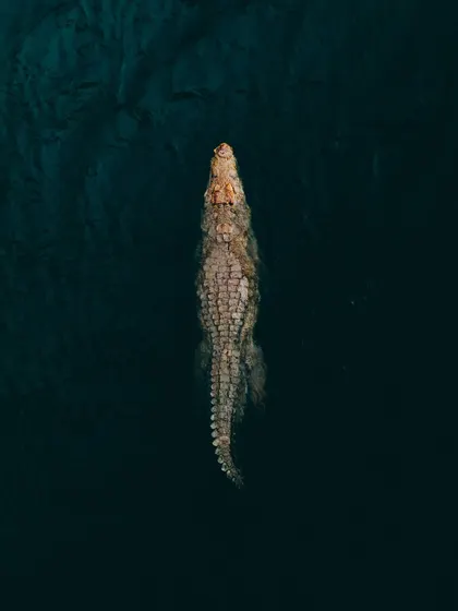 Another copy of the powerful top-down crocodile shot, emphasizing its importance in my wildlife portfolio.
