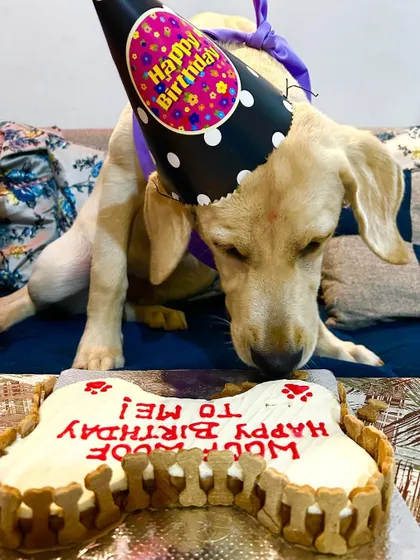 Celebrating a 6-month milestone with a "Woof Happy Birthday To Me" cake. Our cakes are perfect for any celebration, big or small, from birthdays to half-birthdays.