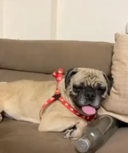 ADOPTED! Another look at sweet Sushi, resting on the couch. Her foster family did an amazing job helping her overcome separation anxiety, preparing her for a wonderful new life.