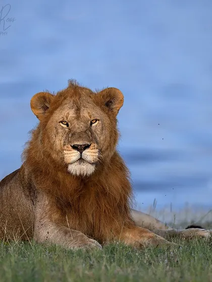 A portrait of a male lion on the Ndutu Plains with the lake in the background. On safari, we learn to use the vehicle to change our angle and create different compositions.