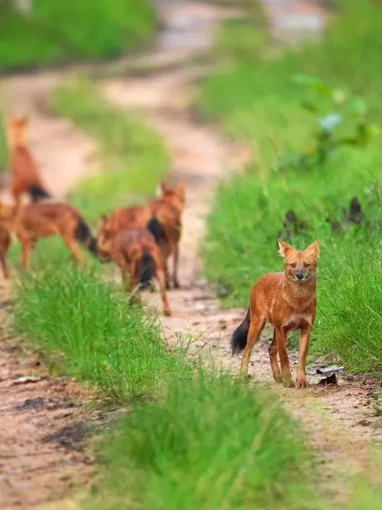 A duplicate of image 79, highlighting the cautious and intelligent nature of the wild dog.
