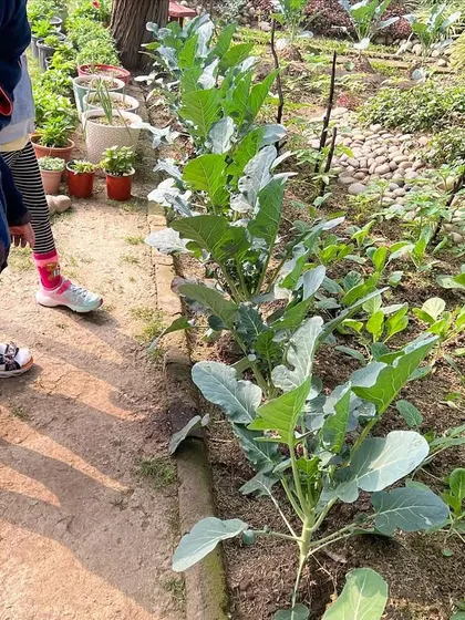 A field trip to a local garden during winter camp. We believe in learning from nature firsthand whenever we can.