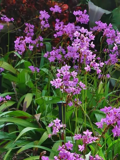 A cluster of delicate purple Ground Orchids (Spathoglottis), which are easy to grow and provide beautiful color for garden beds.