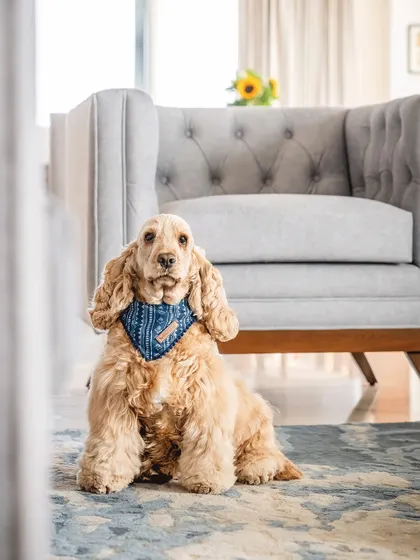 A portrait of Zoey the Cocker Spaniel, looking regal and relaxed in her home. After a little patience, her true personality shone through.