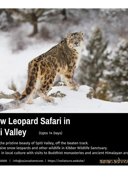 A Snow Leopard perched majestically on a rock in Spiti Valley, surveying its vast, snow-covered territory. Our Spiti expeditions offer one of the best chances in the world to witness this incredible sight.